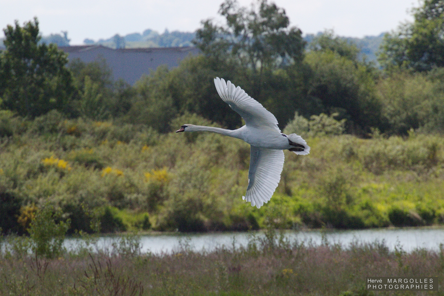 Cygne Tubercule-02.jpg